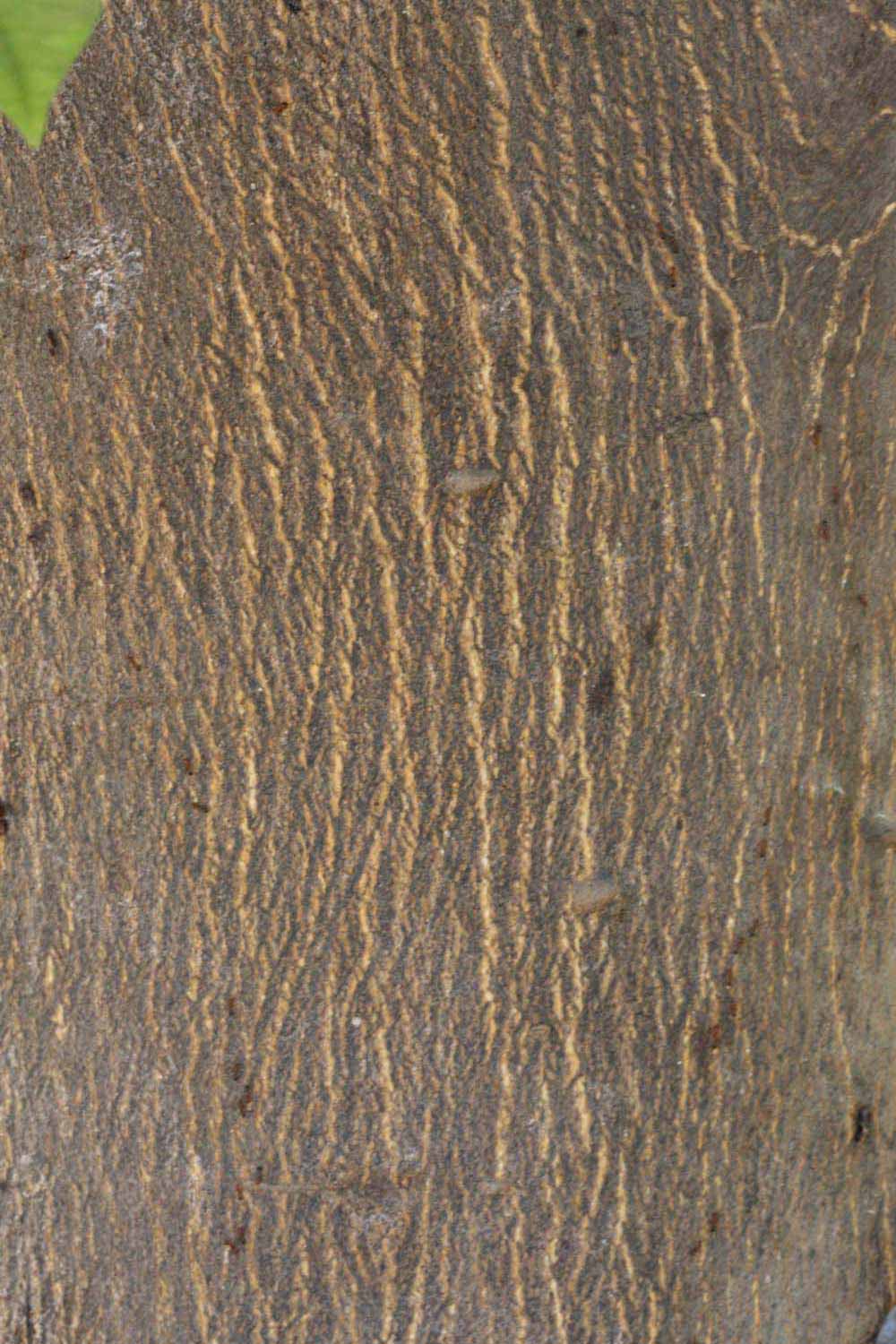              Bark (Whitney Marsh, Riverside, CA)   